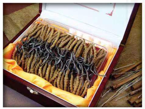 卓尼冬虫夏草回收